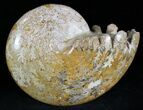 Gorgeous Polished Ammonite Fossil - Morocco #28840-1